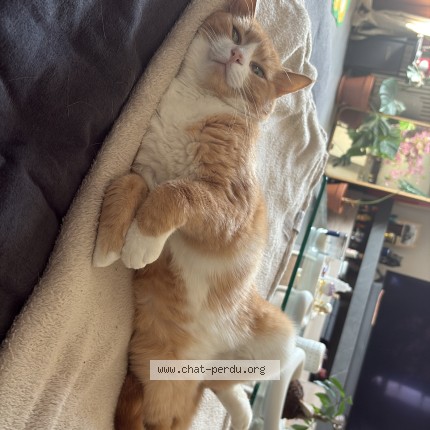 Foto 1/3 Boo-boo Katze verloren in Satigny
