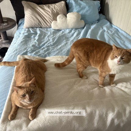 Foto 3/3 Boo-boo Katze verloren in Satigny