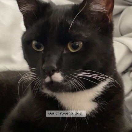 Foto 1/1 Tokito Kat vermist in Frameries
