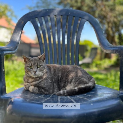 Foto 1/1 Ginette Kat vermist in Falaen