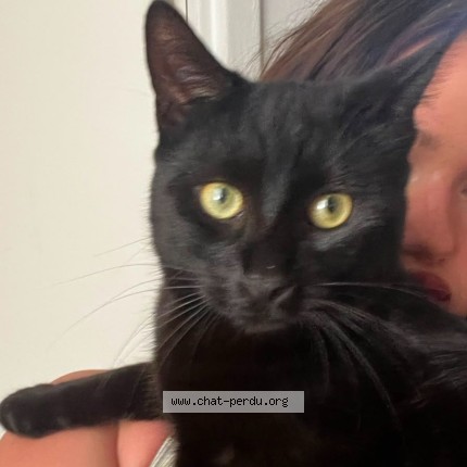 Photo of a cat found in Livry Gargan