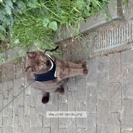 Foto 1/1 Mousse Kat vermist in Woluwe Saint Lambert