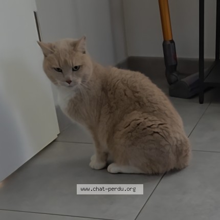 Foto 1/1 mia Kat vermist in Hautrage