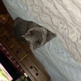 Ti-Minou