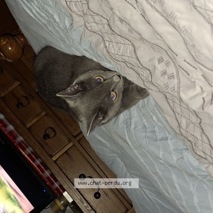 Photo 1/1 Ti-Minou Cat lost in St Joseph Du Lac