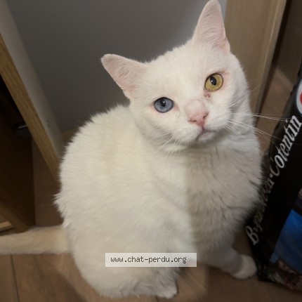 Photo of a cat found in Grosville