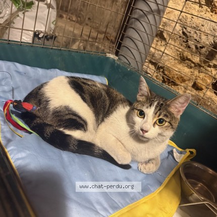 Photo of a cat found in Montgeron