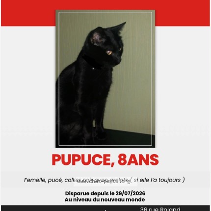 Foto 1/1 pupuce Kat vermist in Mouscron