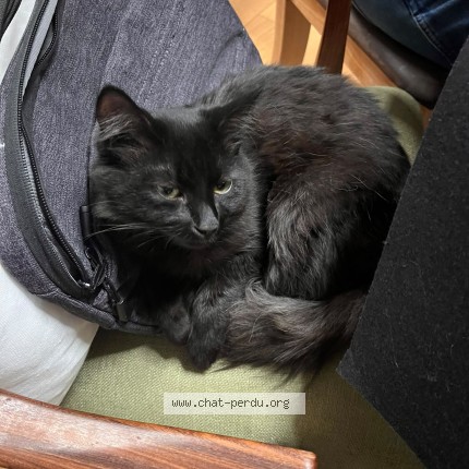 Photo of a cat found in Rennes
