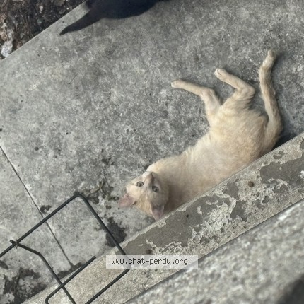 Picture of cat found at Paris