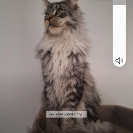 Photo of a cat found in Leves