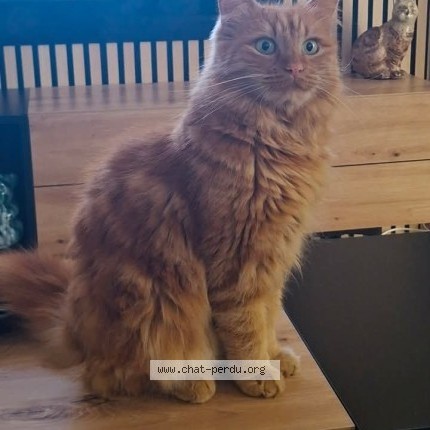 Photo of a cat found in Meyzieu