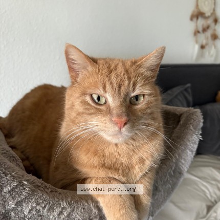 Foto 1/1 Tigrou Katze verloren in Satigny