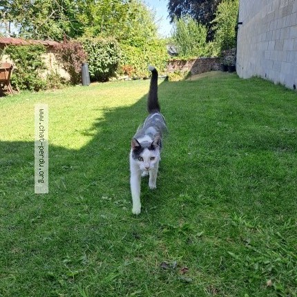 Foto 1/1 Kat gevonden Gevonden in Verviers