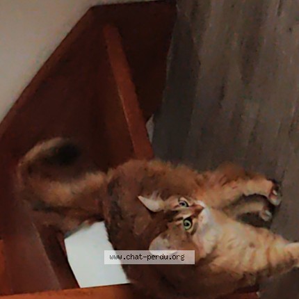 Photo of a cat found in Chartres De Bretagne