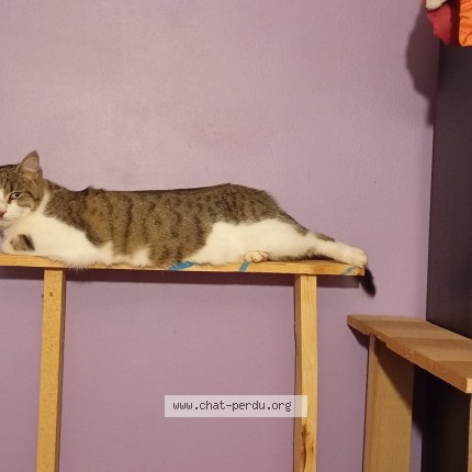 Photo of a cat found in Fraize
