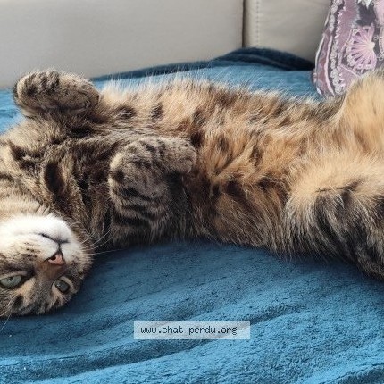 Photo of a cat found in Auboue