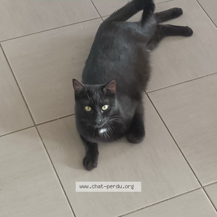 Photo of a cat found in Condette