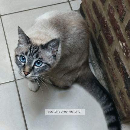 Foto 1/1 Miho Kat vermist in Jette