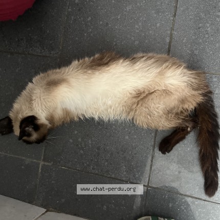 Foto 1/1 Kat teruggevonden Gevonden in Schaerbeek