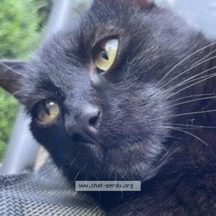 Foto 1/1 Michy Kat vermist in Auderghem