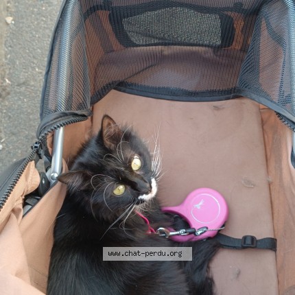 Photo of a cat found in Montval Sur Loir