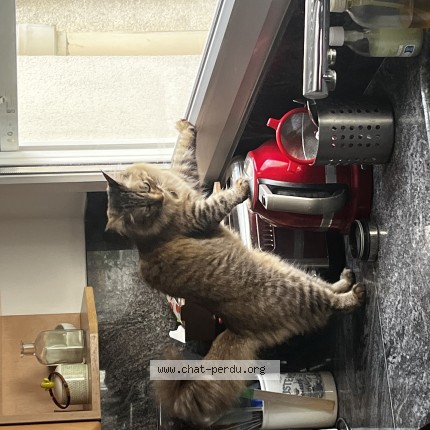Photo of a cat found in Lagny Sur Marne