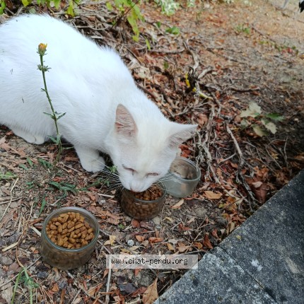 Photo of a cat found in Balma Gramont