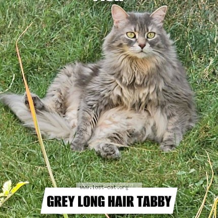 Photo 1/1 Fish Cat lost in Cambridge