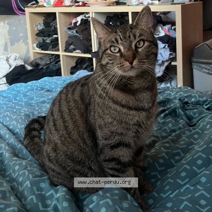 Foto 1/3 Shelby Kat vermist in Pieton