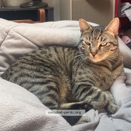 Foto 2/3 Shelby Kat vermist in Pieton