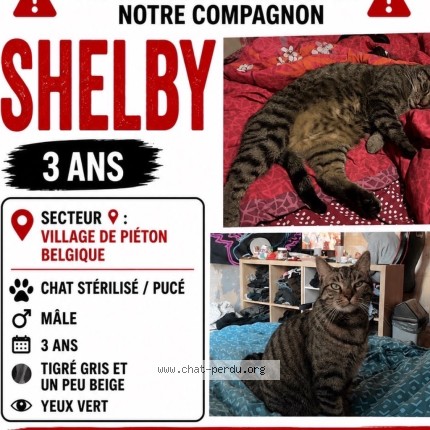 Foto 3/3 Shelby Kat vermist in Pieton