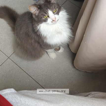Foto 1/1 zino Kat vermist in Charleroi