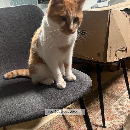 Foto di gatto smarrito a Punta Marina