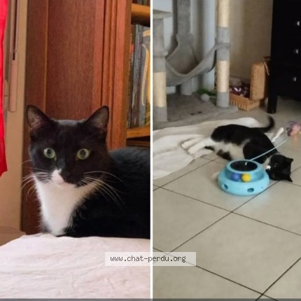 Photo of a cat found in Chabaniere