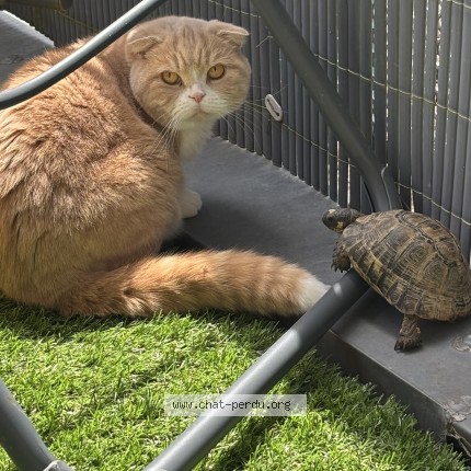 Photo of a cat found in Chalezeule