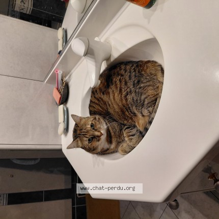 Photo of a cat found in Le Mans