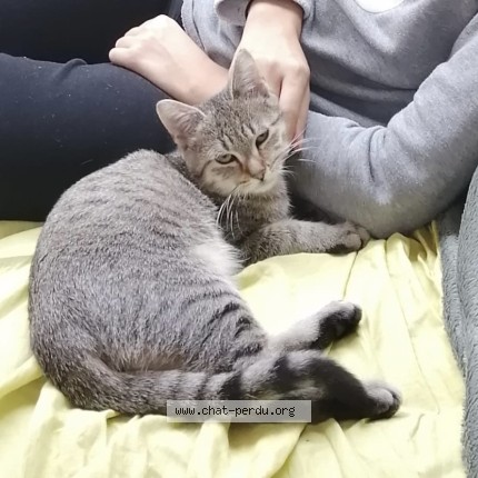 Photo of a cat found in Wambrechies