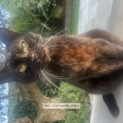 Photo of a cat found in Gujan Mestras
