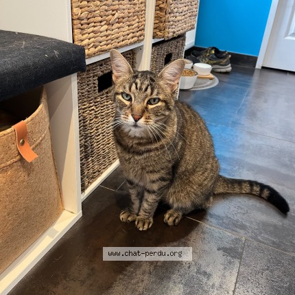 Photo of a cat found in Bures Sur Yvette