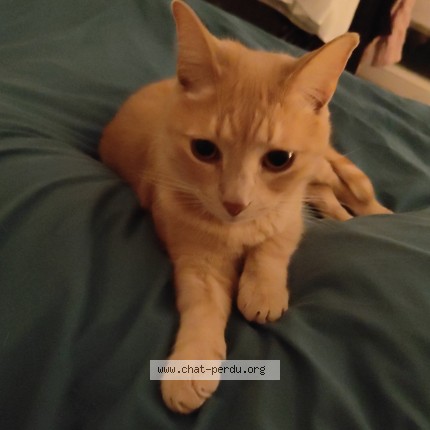 Photo of a cat found in Sevres