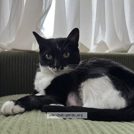 Photo 1/1 minnea Cat lost in Montreal