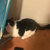 Phoebe