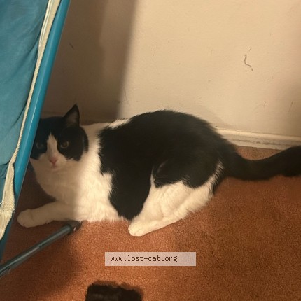 Photo 1/1 Phoebe Cat lost in Riverside