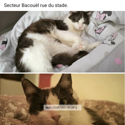 Photo of a cat found in Bacouel