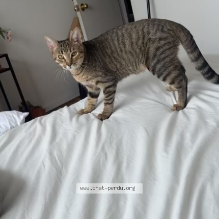 Photo 1/1 bibichette Cat lost in Laval