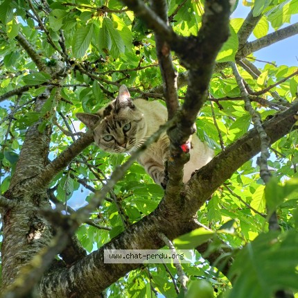 Photo of a cat found in Bretigny Sur Orge