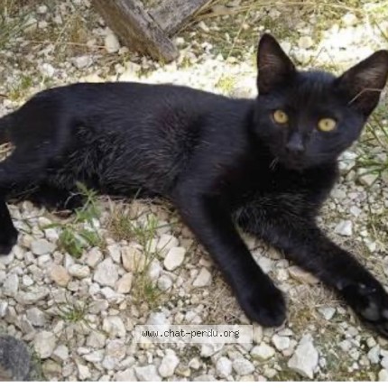 Photo of a cat found in Limoges