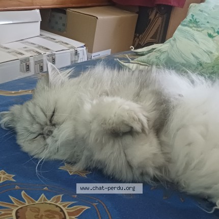 Photo of a cat found in Sache