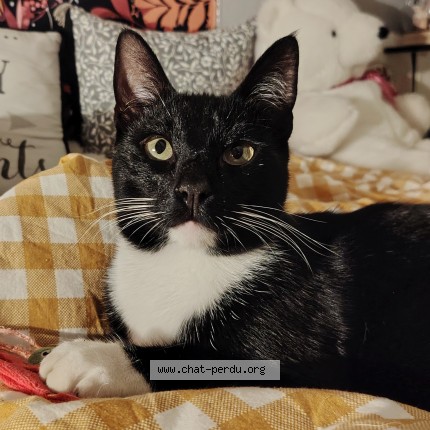 Photo of a cat found in Phalempin
